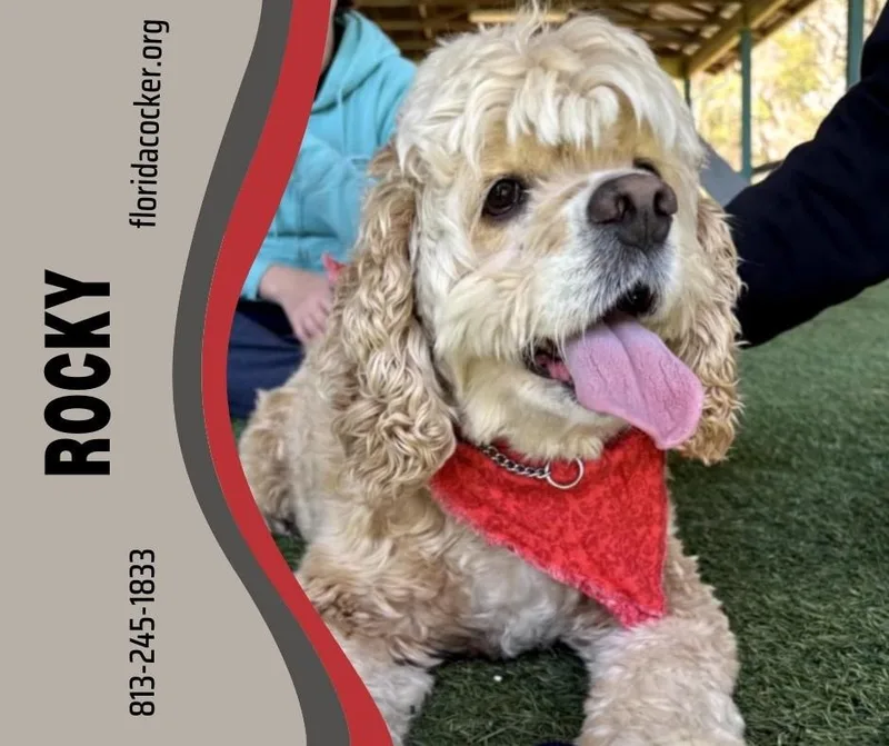 An adult small-sized male Cocker Spaniel dog named Rocky for adoption in Land O Lakes, FL