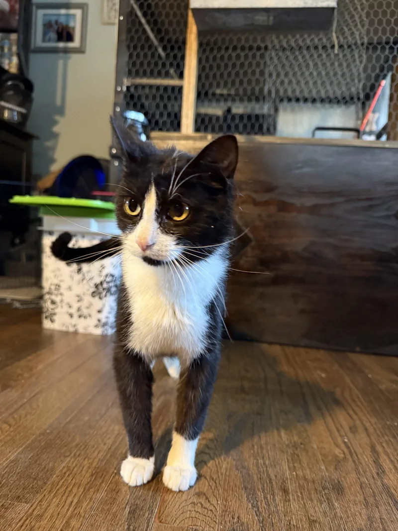 A young medium-sized female Domestic Short Hair cat named Storm for adoption in Seven Valleys, PA