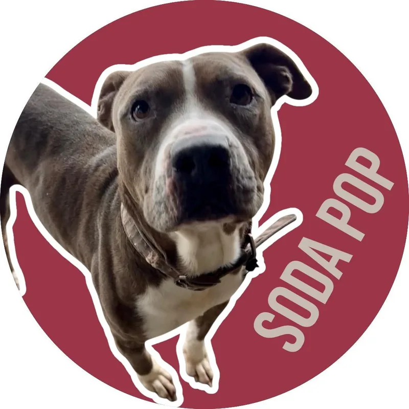Soda Pop