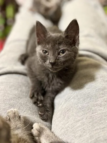 A baby small-sized female Domestic Short Hair cat named Coffee Milk for adoption in Fairfax, VA