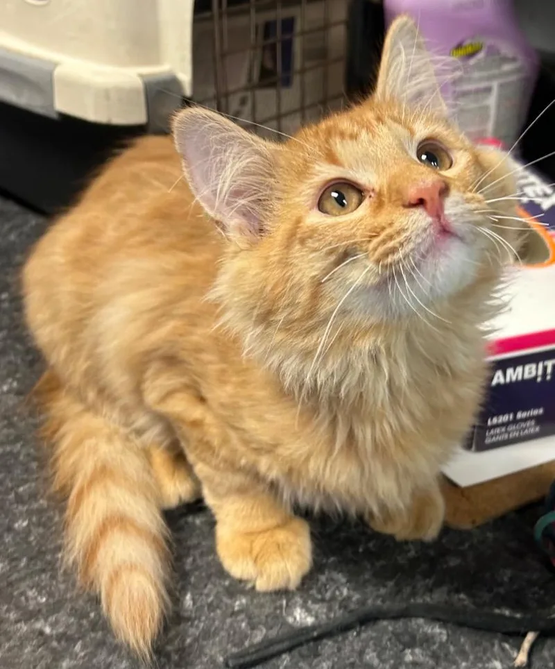 A baby medium-sized male Domestic Long Hair cat named Kermit for adoption in Greenwood, MS