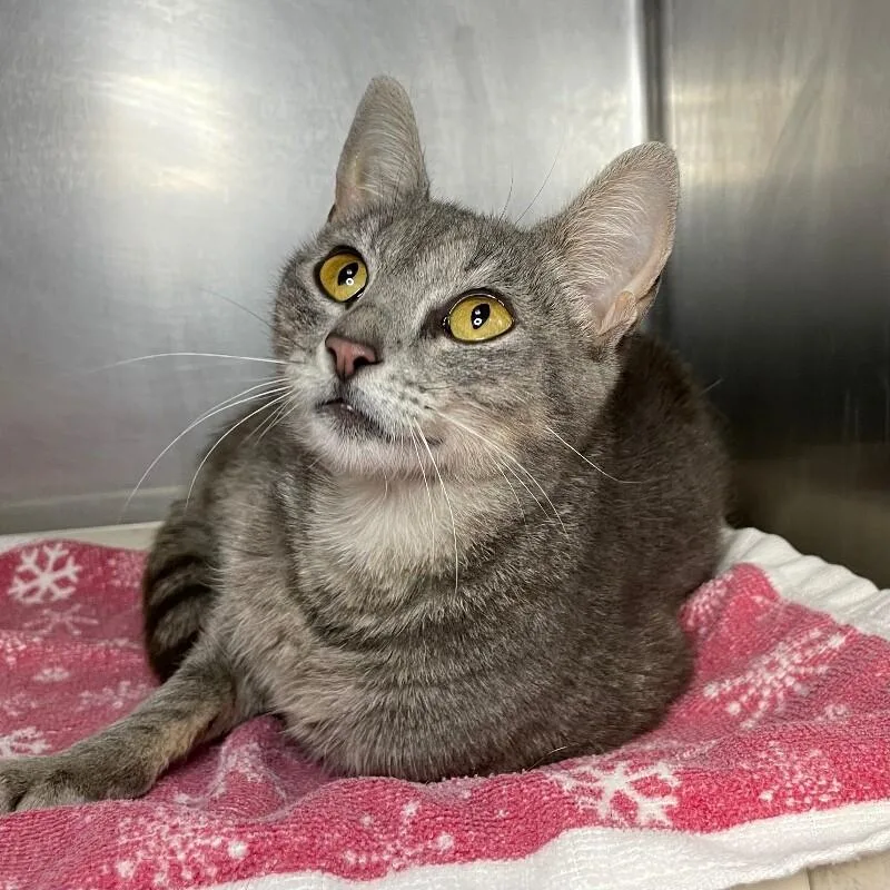 A young medium-sized female Domestic Short Hair cat named Lorelai for adoption in Roanoke, VA