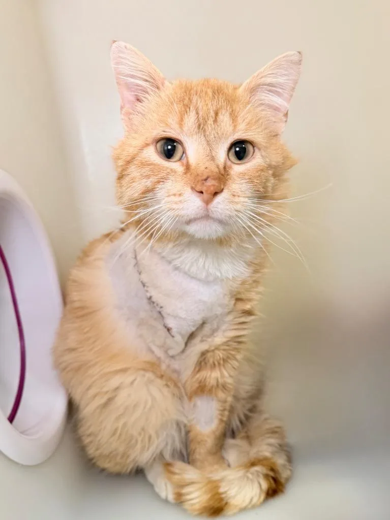 An adult medium-sized male Domestic Medium Hair cat named Tippy Toes for adoption in Menomonie, WI