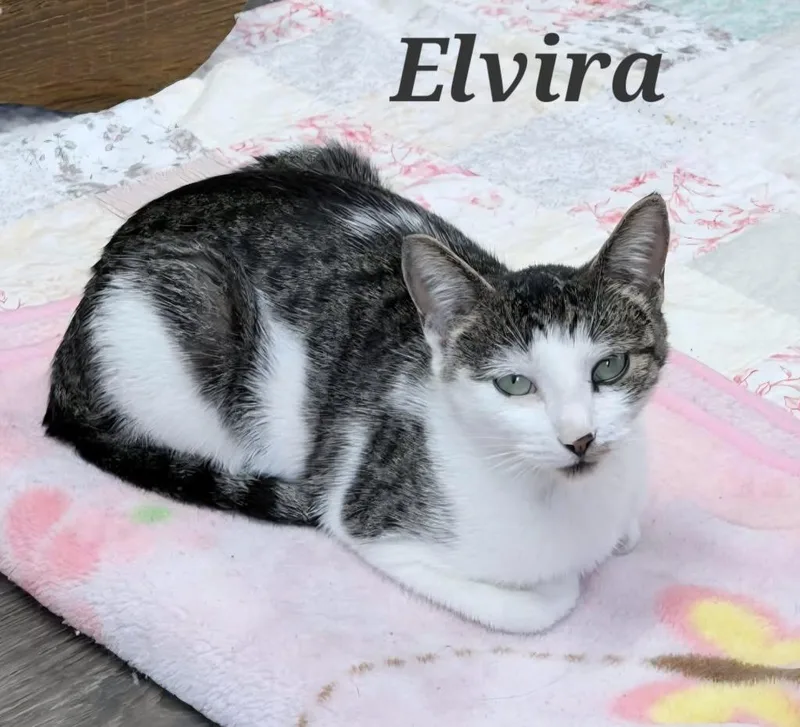 A young medium-sized female Domestic Short Hair cat named Elvira for adoption in Rutherfordton, NC