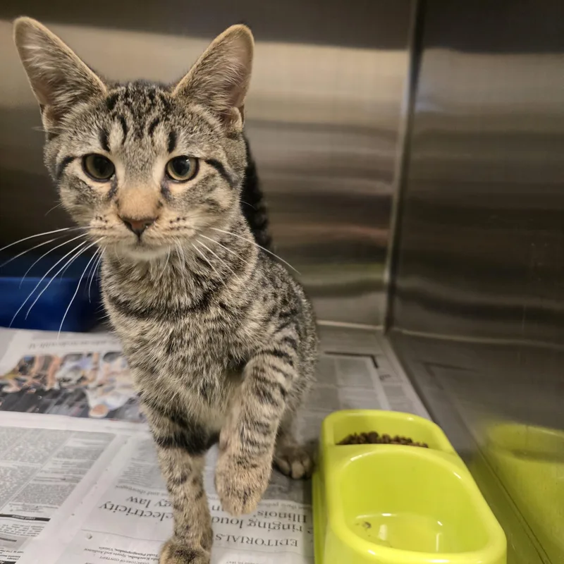 A young small-sized male Tabby (Brown / Chocolate) Domestic Short Hair cat named Pine for adoption in Cicero, IL