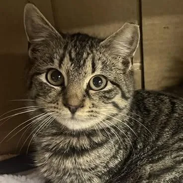 A young small-sized male Brown / Chocolate Domestic Short Hair cat named Brinklebaum for adoption in Pittsburgh, PA