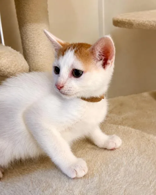 A baby medium-sized male Orange & White Domestic Short Hair cat named Dallas for adoption in Houston, TX