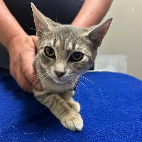 A baby small-sized male Domestic Short Hair cat named Smoke for adoption in Knoxville, TN