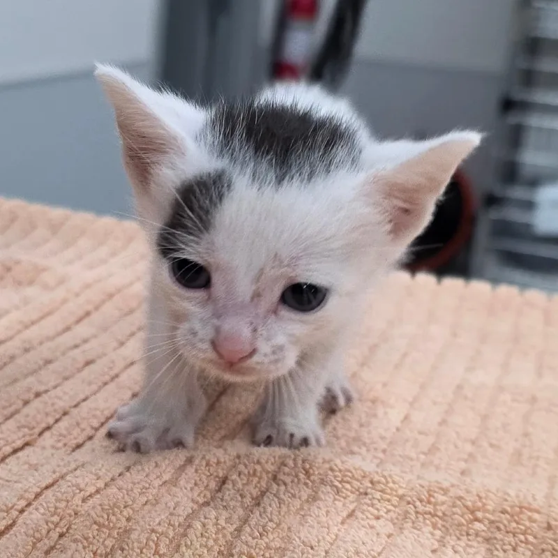 A baby small-sized male White Domestic Short Hair cat named Dustin for adoption in Jupiter, FL