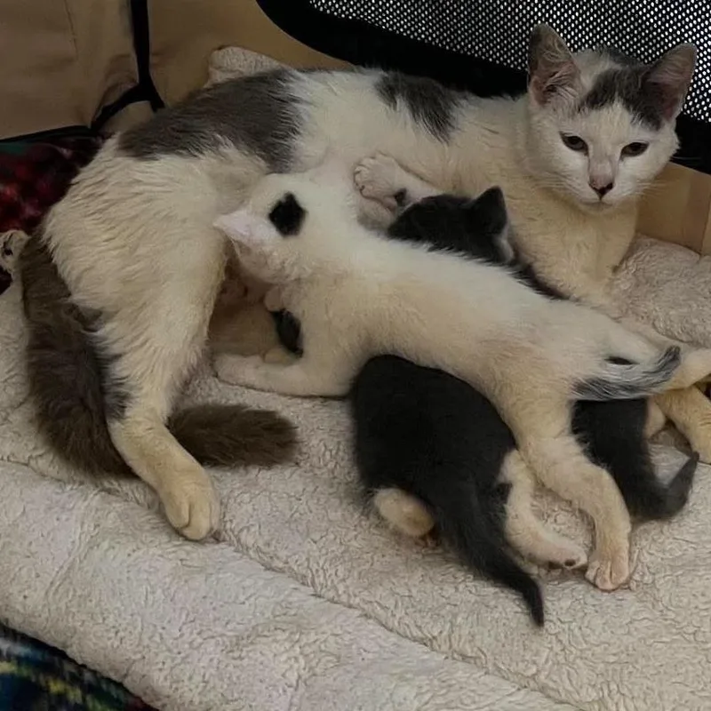 An adult small-sized female White Domestic Short Hair cat named Popcorn for adoption in Alexandria, VA
