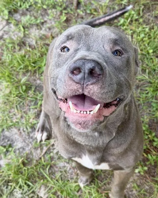 An adult large-sized male Mixed Breed dog named Capone for adoption in Fort Walton Beach, FL