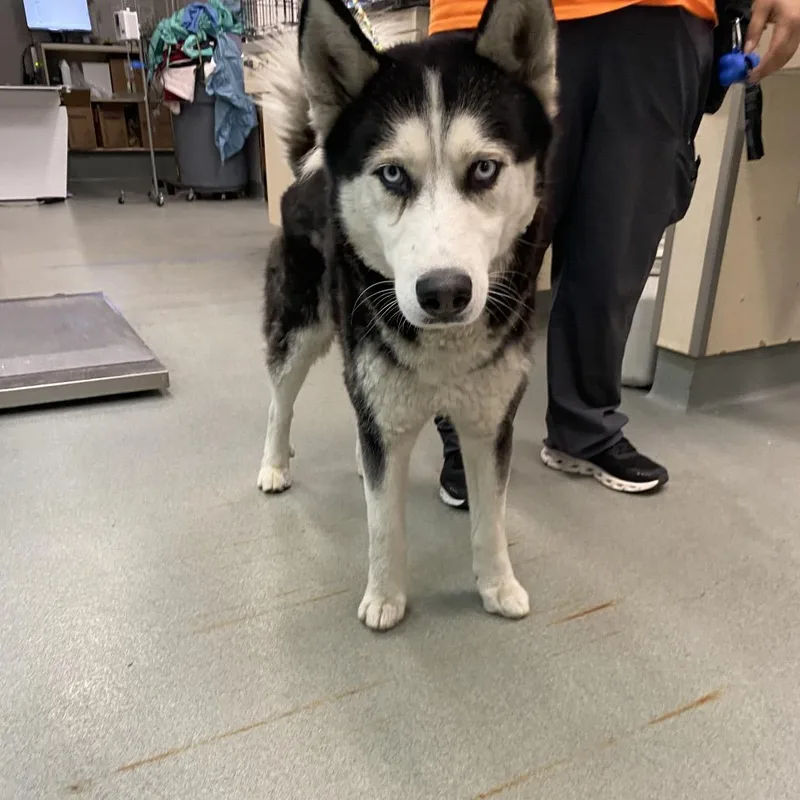 A baby large-sized male Black Husky dog named Buckaroo for adoption in Westminster, CA