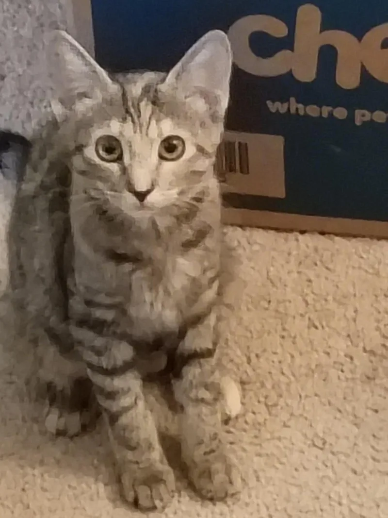 A baby medium-sized female Torbie Domestic Short Hair cat named Laverna for adoption in Albuquerque, NM