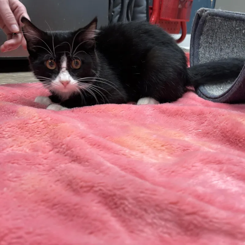 A baby medium-sized male Domestic Short Hair cat named Rocket for adoption in Boone, IA