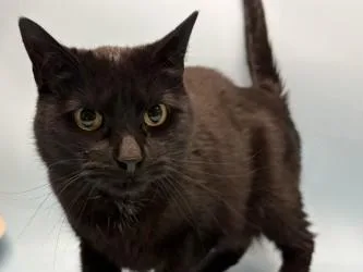 An adult small-sized male Domestic Short Hair cat named Lenny for adoption in Golden Valley, MN