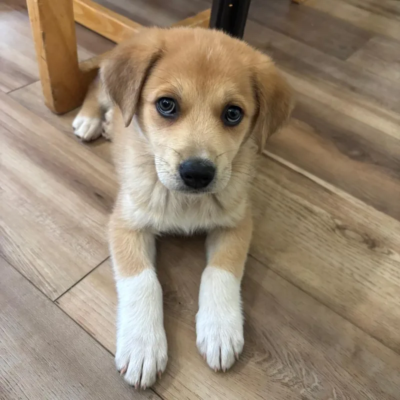 A baby medium-sized male Brown / Chocolate Mixed Breed dog named Hedley for adoption in Alexandria, VA