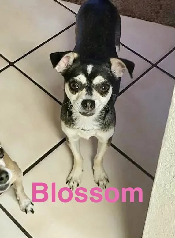 Blossom