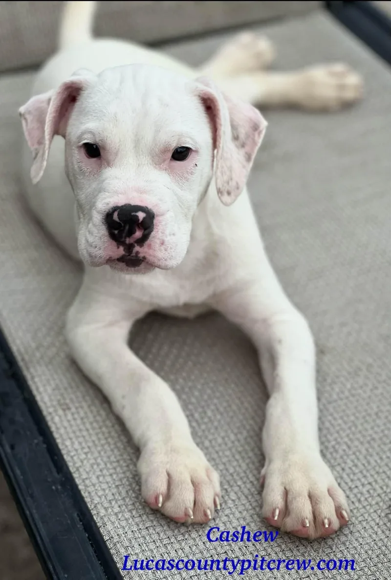A baby medium-sized male White / Cream Pit Bull Terrier dog named Cashew for adoption in Toledo, OH