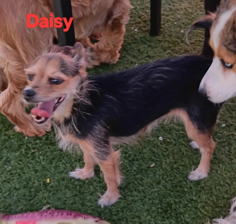 An adult small-sized female Yorkshire Terrier dog named Allie Daisy for adoption in Fort Lupton, CO