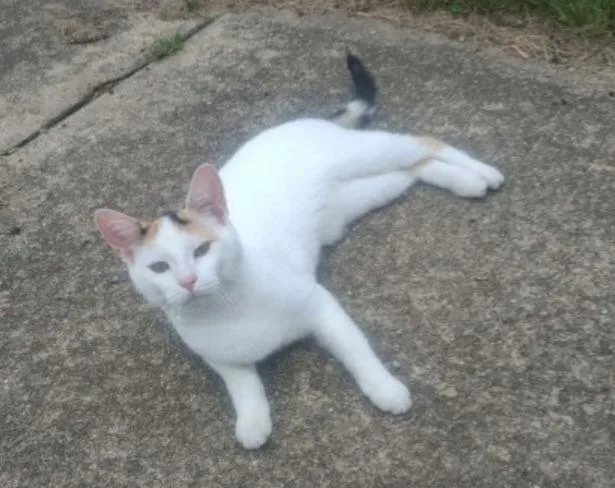 A young medium-sized female Domestic Short Hair cat named Reeses for adoption in Rockford, IL