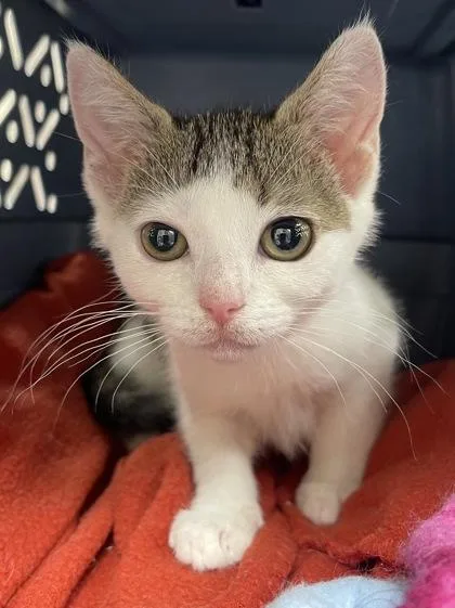 A baby small-sized female Domestic Short Hair cat named Tullu for adoption in Westland, MI