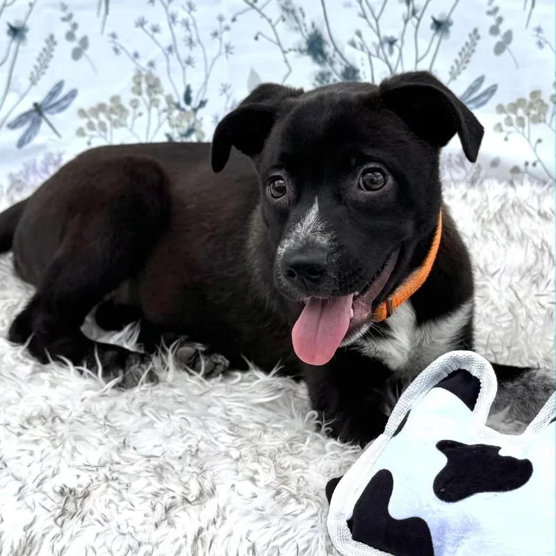 A baby medium-sized male Black Shepherd dog named Socks for adoption in Southport, CT