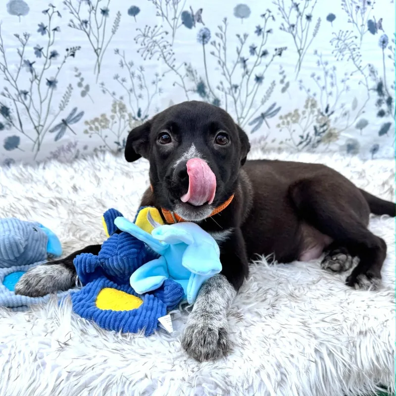 Socks thumbnail 2