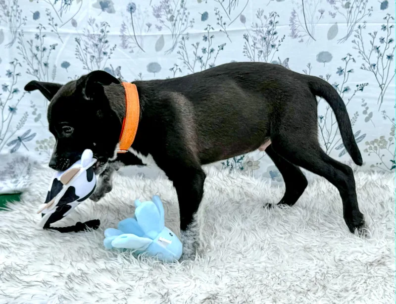 Socks thumbnail 3