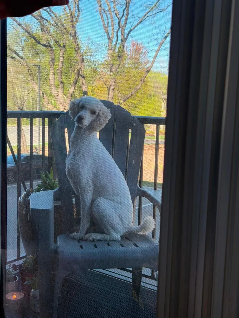 A young medium-sized male Standard Poodle dog named Baymax for adoption in Southlake, TX