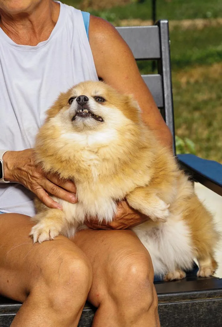 A young small-sized female Pomeranian dog named Tottie for adoption in Chester Springs, PA