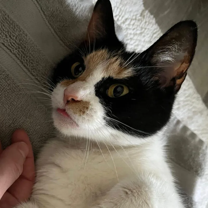 A young small-sized female Calico Domestic Short Hair cat named Plum for adoption in Woodbury, NJ