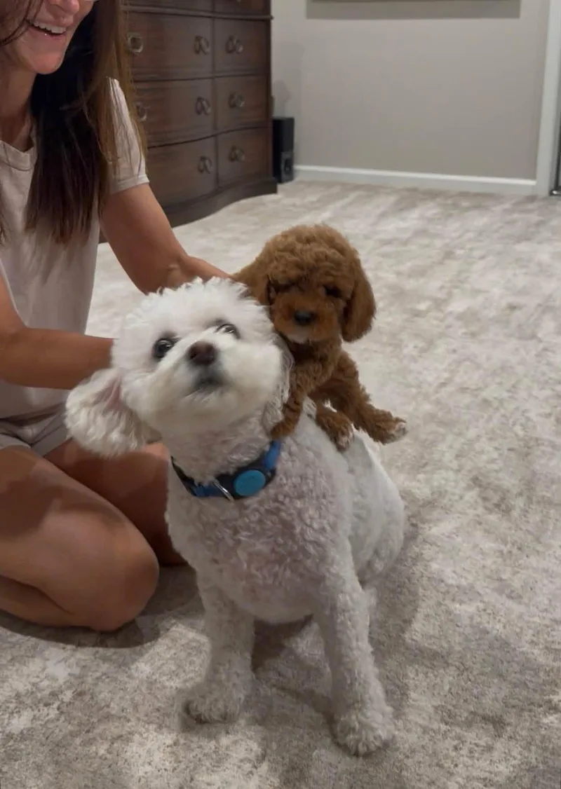 Tofu thumbnail 4