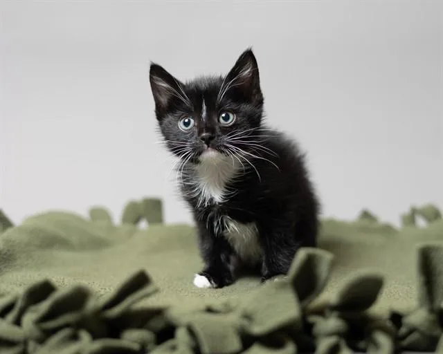 A baby small-sized female Domestic Short Hair cat named Veronica for adoption in Ames, IA