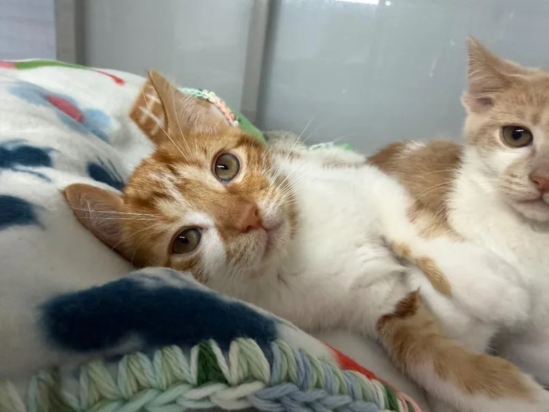 A baby medium-sized male Domestic Short Hair cat named Bramley for adoption in Raleigh, NC