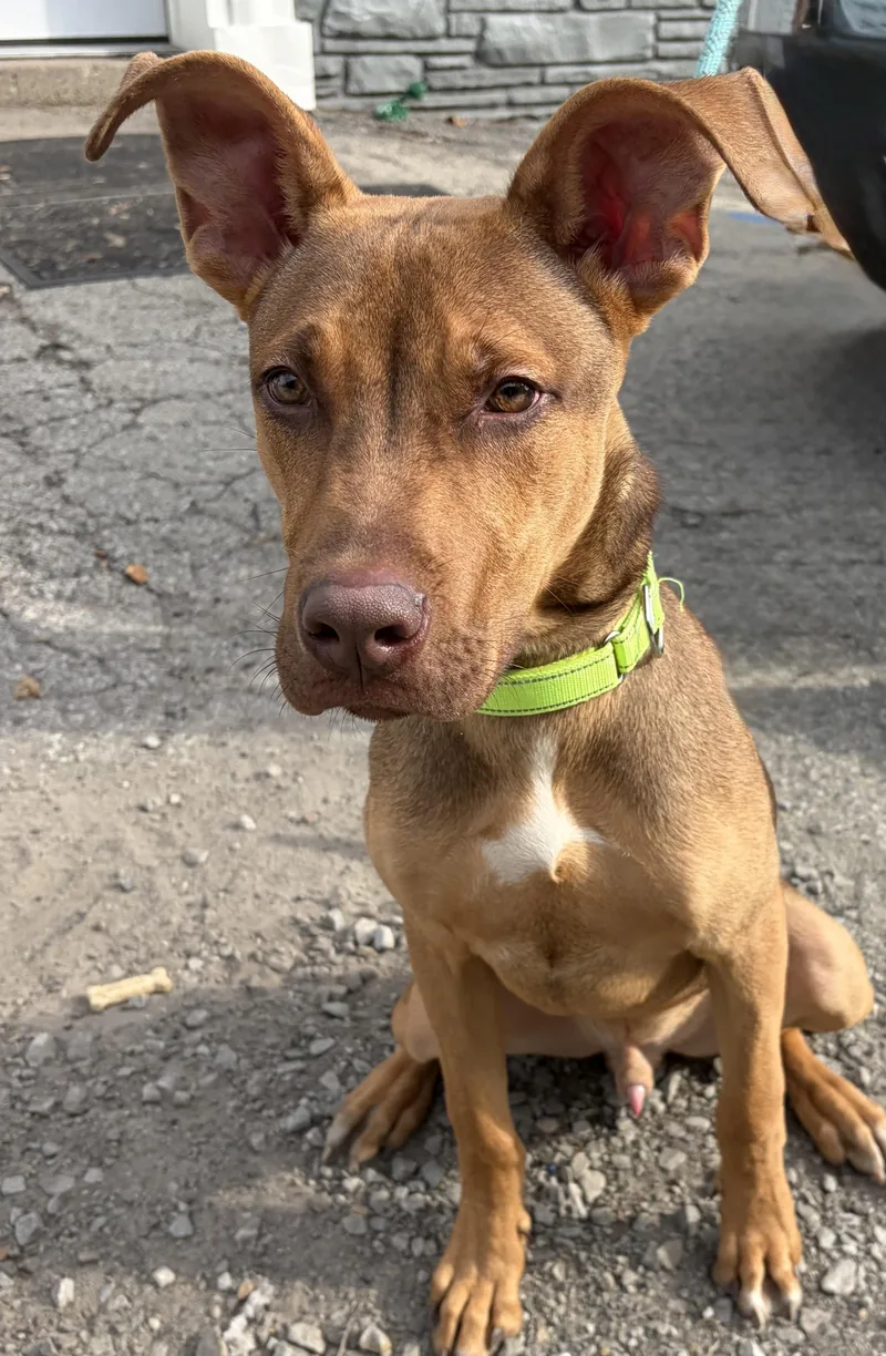 A young medium-sized male Red / Chestnut / Orange Shepherd dog named Logan for adoption in McKeesport, PA