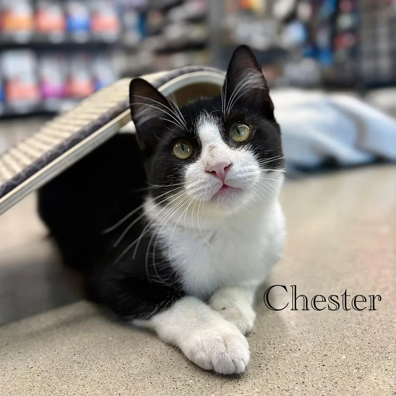 A young medium-sized male Domestic Short Hair cat named Chester for adoption in Spring Lake, NJ