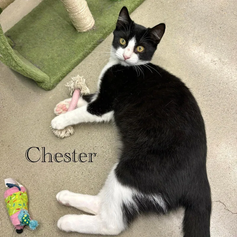 Chester thumbnail 2