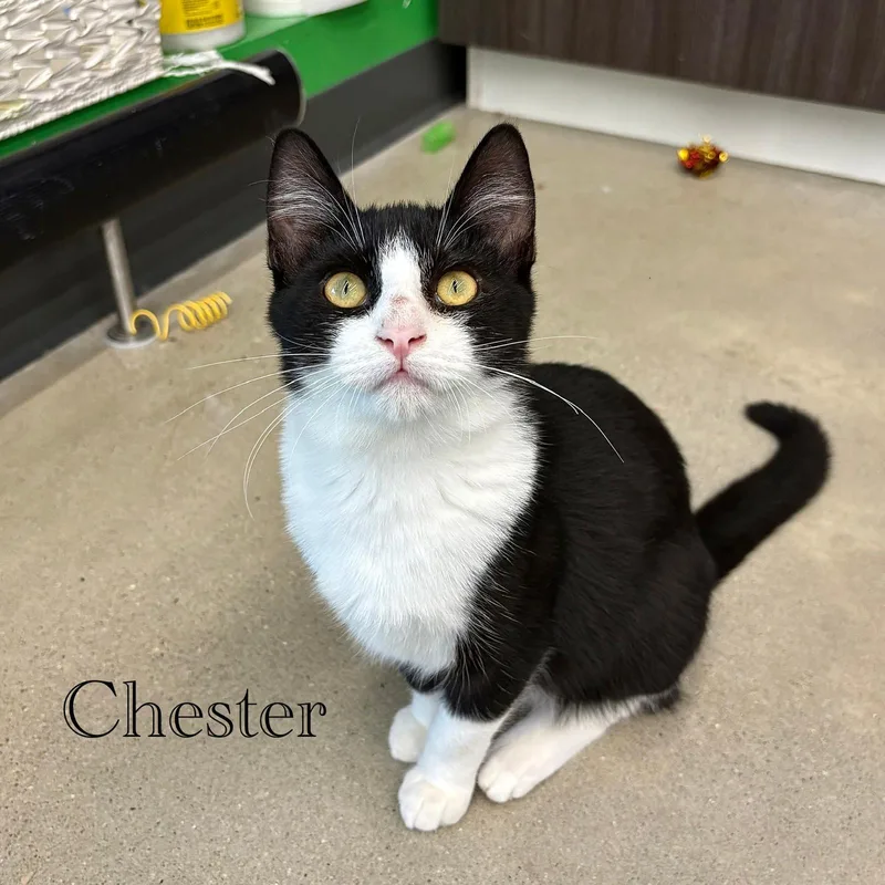 Chester thumbnail 3