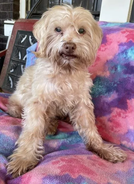 A senior small-sized male White / Cream Maltese dog named Colby for adoption in Memphis, TN