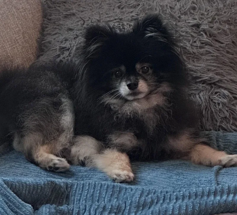 An adult small-sized male Pomeranian dog named Teddy for adoption in Seattle, WA