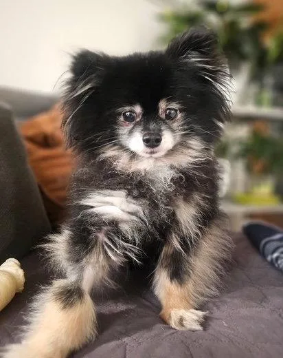 Teddy thumbnail 3