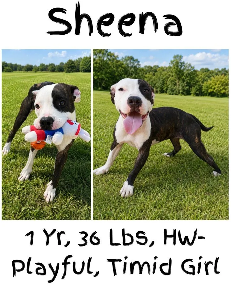 Sheena thumbnail 4