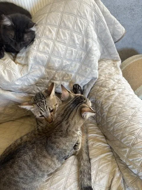 A young small-sized male Tabby cat named Tab for adoption in Crescent City, FL