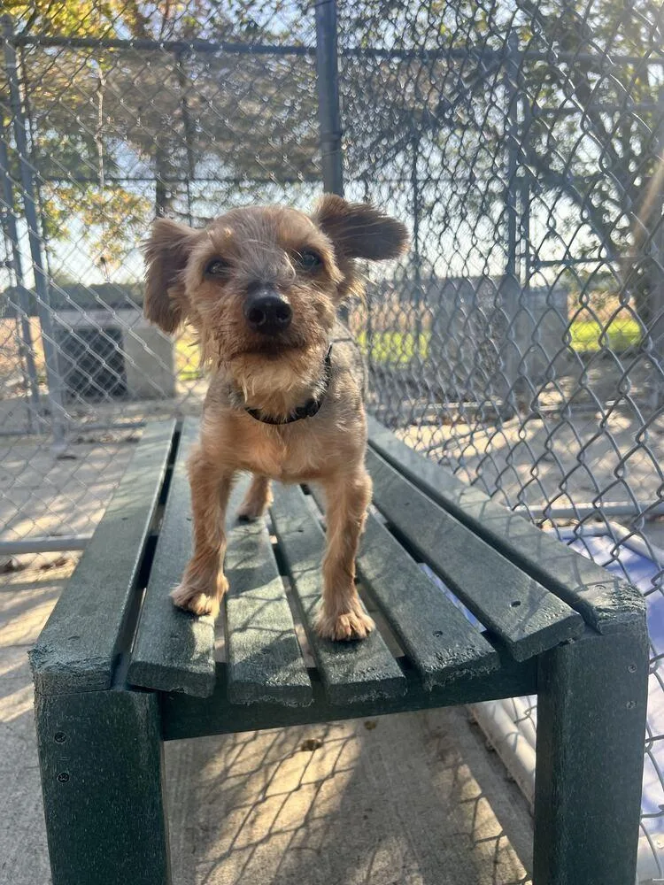 A senior small-sized male Tricolor (Brown, Black, & White) Yorkshire Terrier dog named Oliver for adoption in Bowling Green, OH