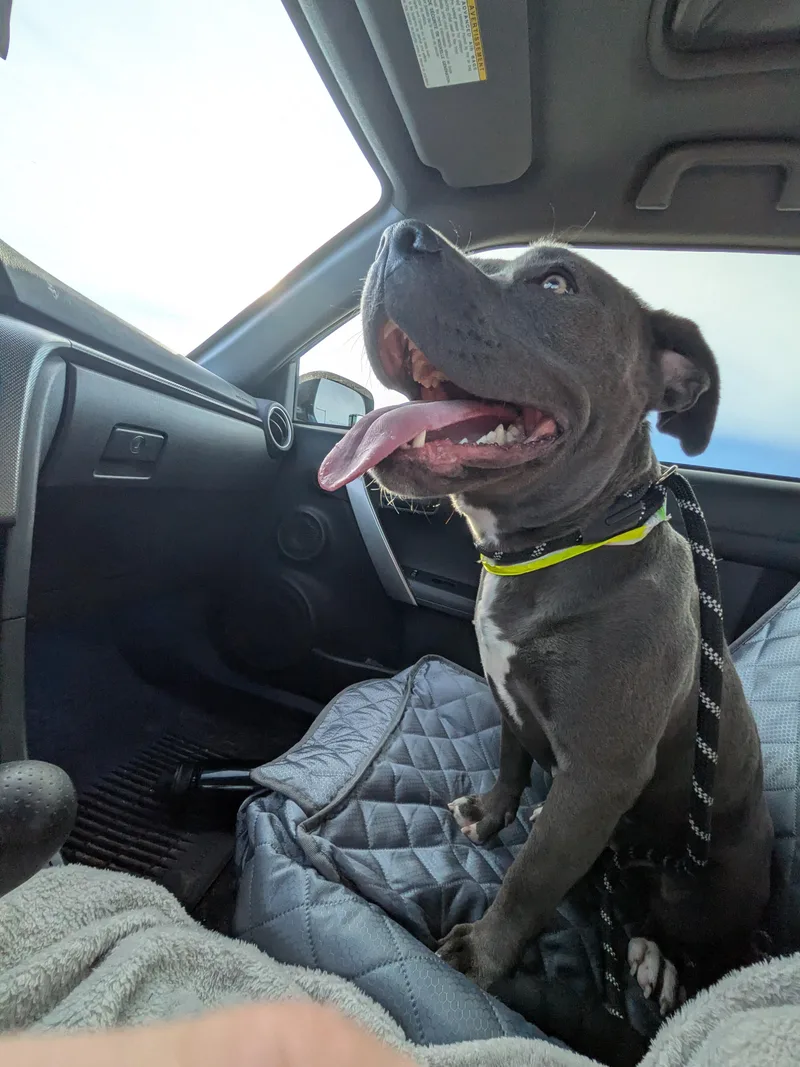 An adult medium-sized female Gray / Blue / Silver American Staffordshire Terrier dog named Seline for adoption in Elizabeth, CO
