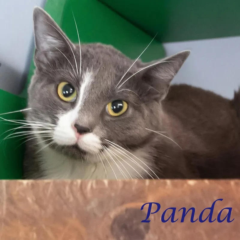 An adult medium-sized male Gray / Blue / Silver Domestic Short Hair cat named Pumba C for adoption in Lebanon, TN