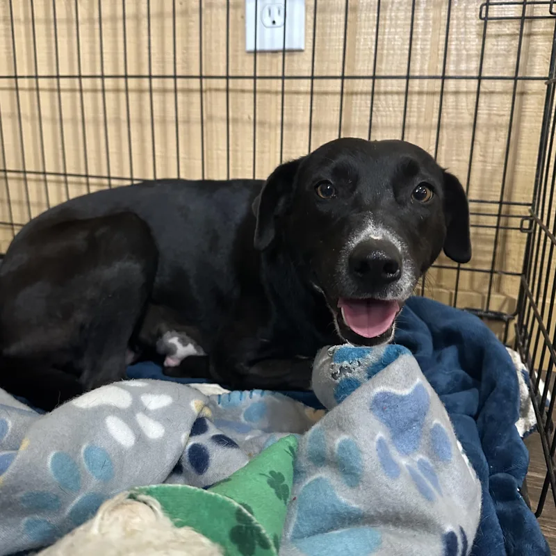 Sweet Potato thumbnail 2