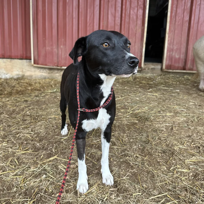 Sweet Potato thumbnail 3