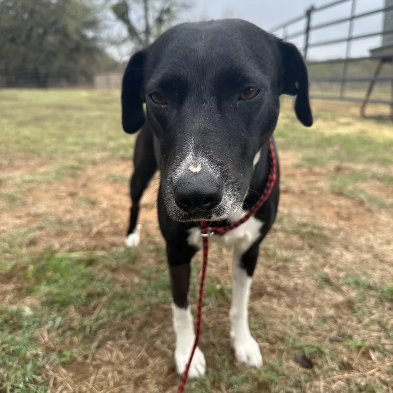 Sweet Potato thumbnail 4