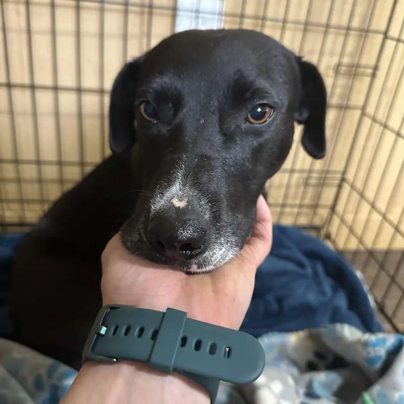 Sweet Potato thumbnail 5